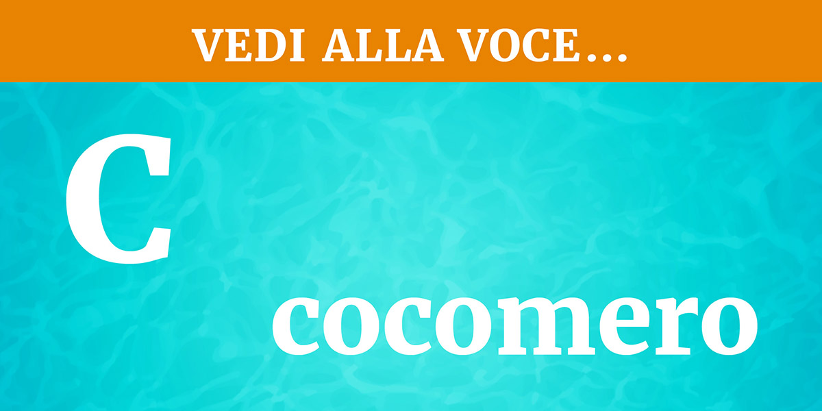 Cocomero